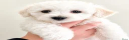 Mixed Breed dogs for sale: Last girl 🩷 coton de Tular x Maltese  - Advert 3