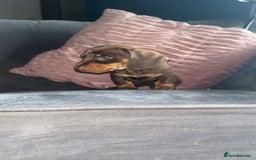 Miniature Dachshund dogs for sale: 5 gorgeous mini dachshund puppies - Image 11