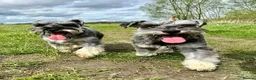 Miniature Schnauzer dogs for sale: Hello, I'm Darcy... and I'm expecting puppies! - Advert 8