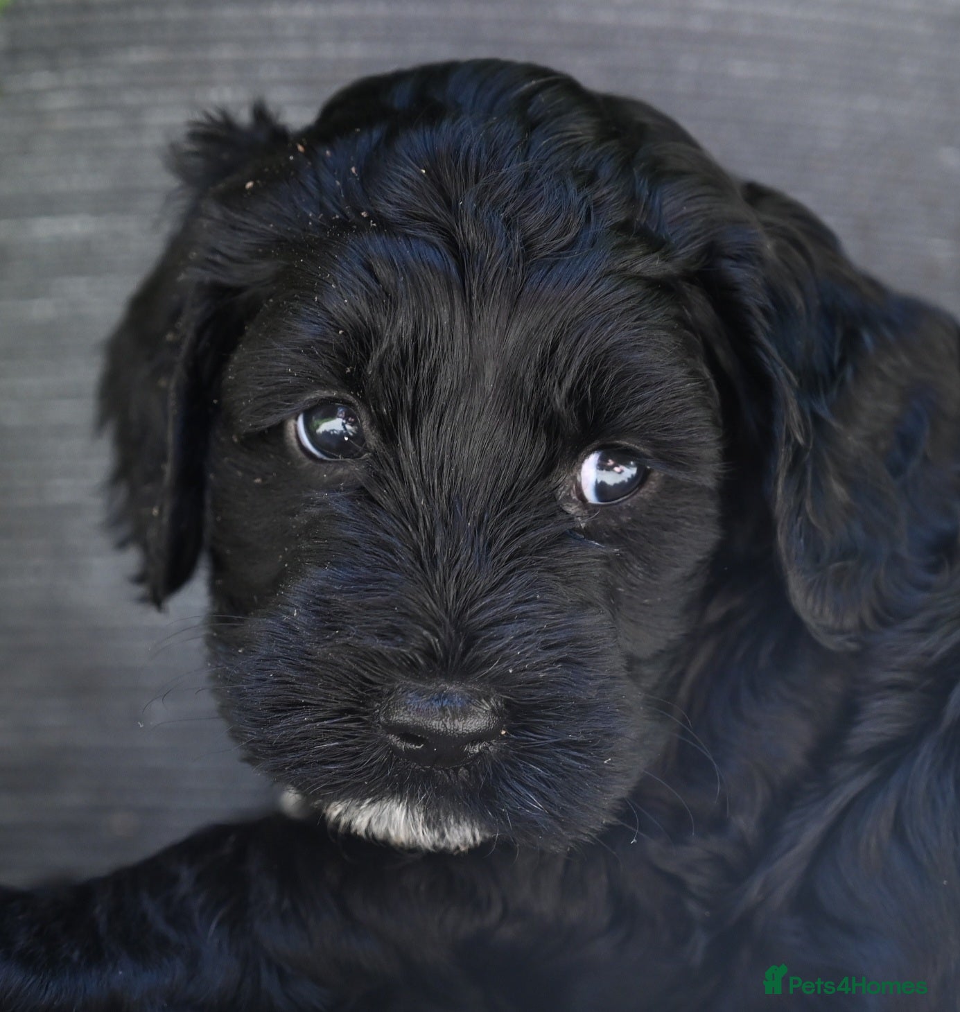 Cockapoo dogs 🐾F2 Cockapoos Puppies Wiltshire💗💗💗💙💙 - Advert 2