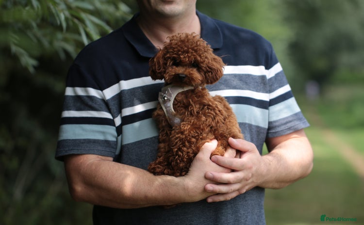 Toy Poodle dogs - Advert 2