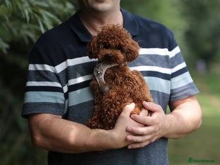 Toy Poodle dogs - Advert 14