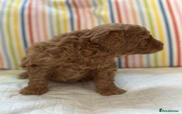 Toy Poodle dogs for sale: Tiny toy poodle boys  - Advert 27