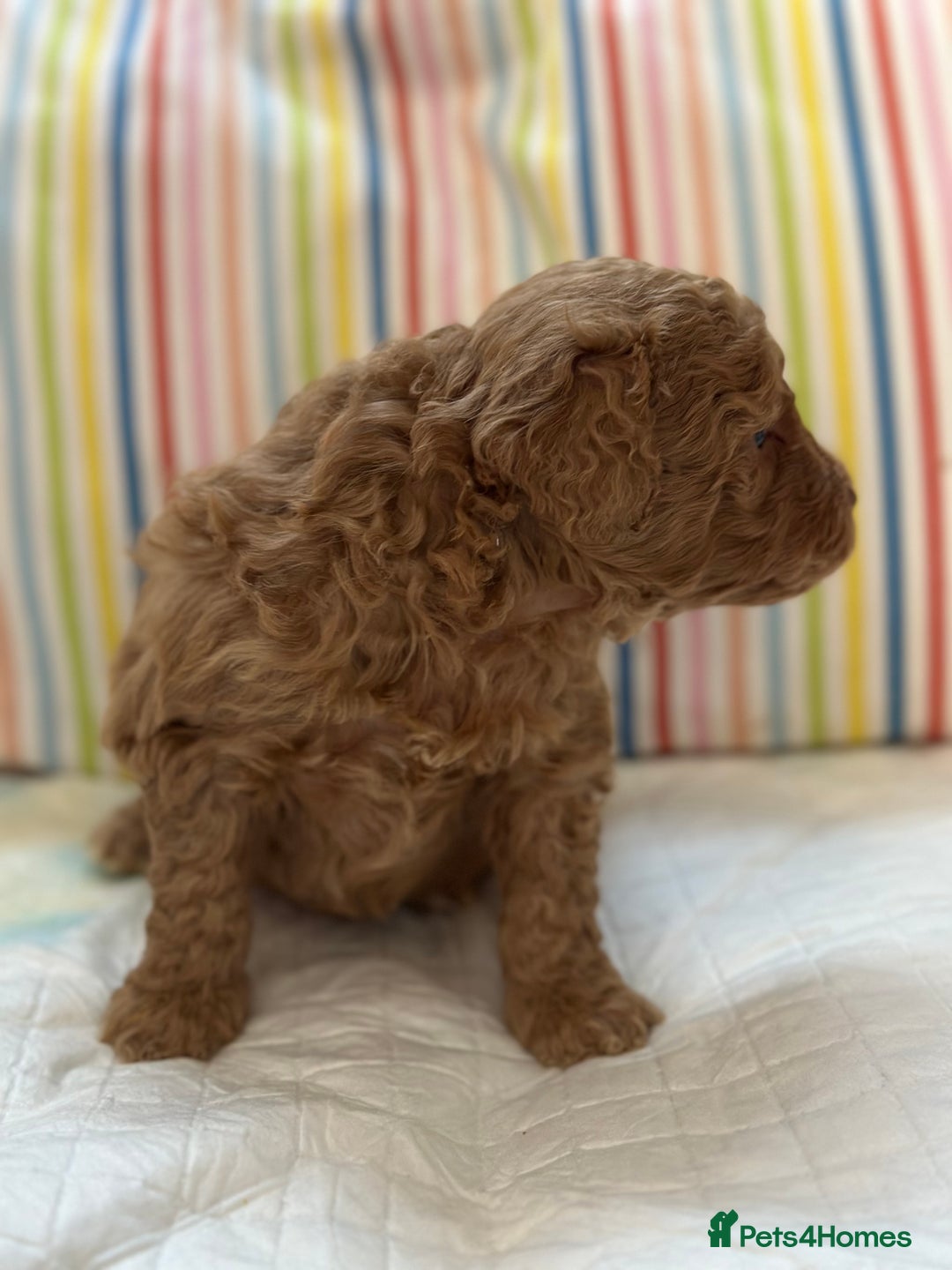 Toy Poodle dogs for sale: Tiny toy poodle boys  - Advert 27