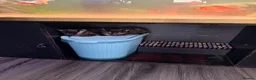 Domestic Shorthair cats for sale: 2 baby tortioushell kittens left - Advert 6