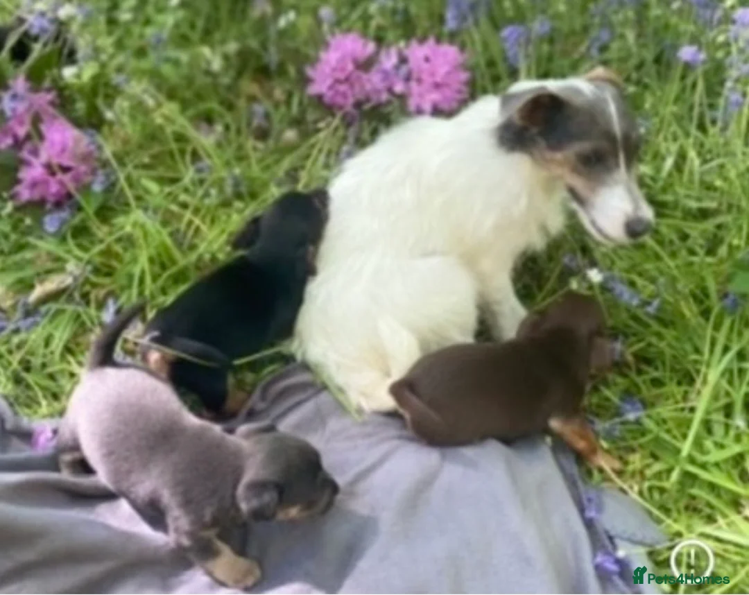 Jack Russell dogs for sale: Much Wenlock stunning puppy  - Advert 1
