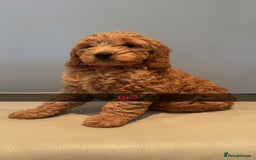 Cockapoo dogs for sale: Stunning F1B Cockapoo Pups - Image 8