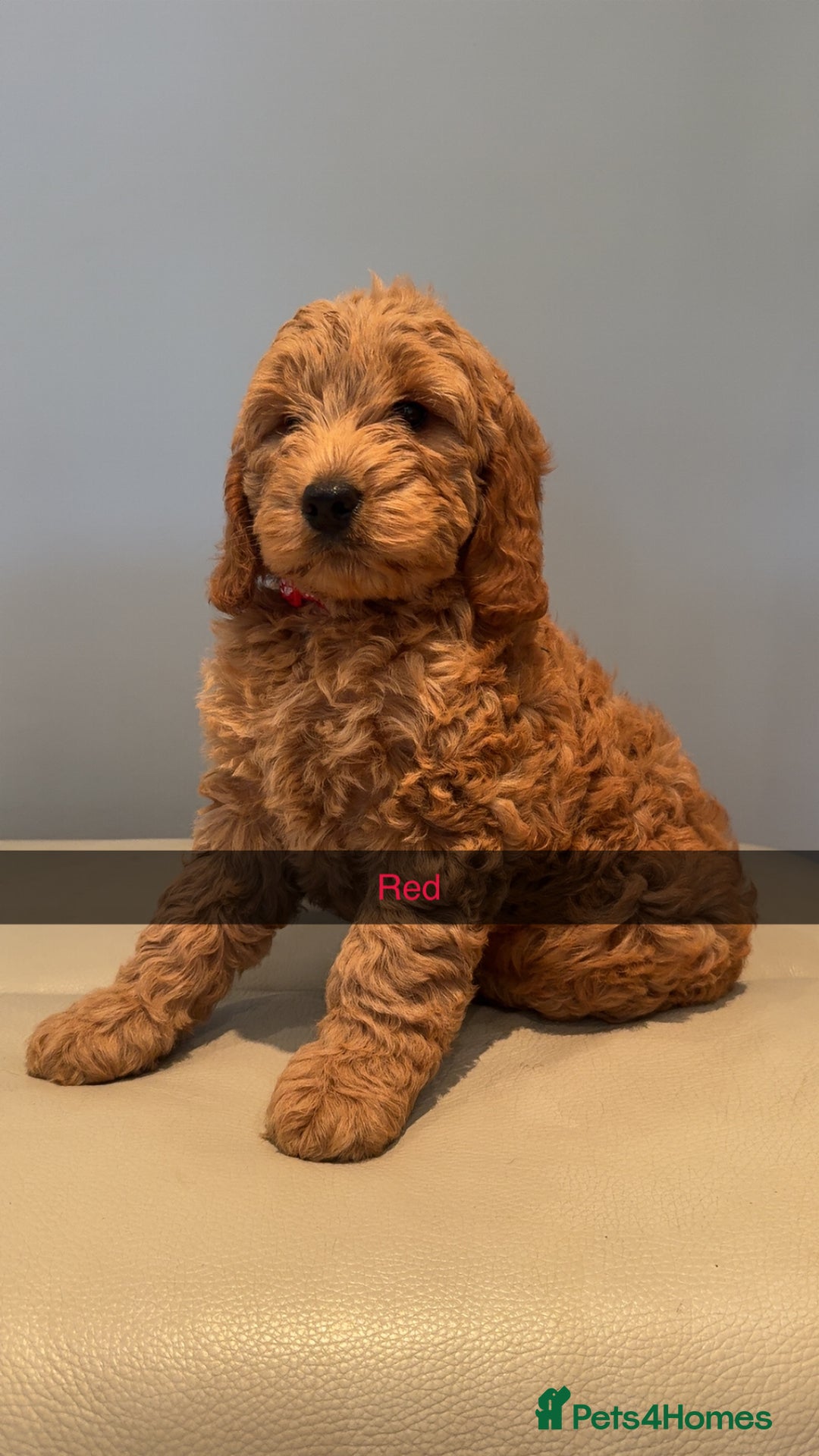 Cockapoo dogs for sale: Stunning F1B Cockapoo Pups - Image 8