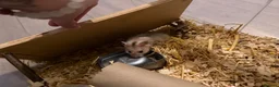 Hamster rodents for sale: Syrian Hamster’s in Manchester - Advert 3