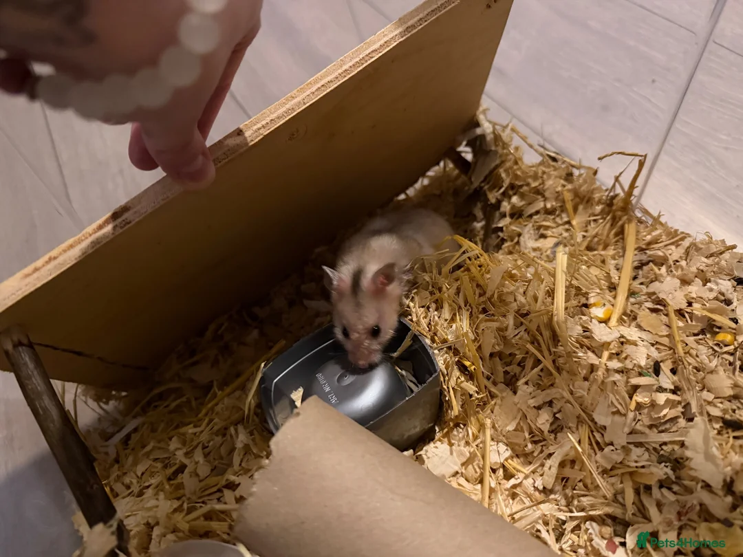 Hamster rodents for sale: Syrian Hamster’s in Manchester - Advert 3