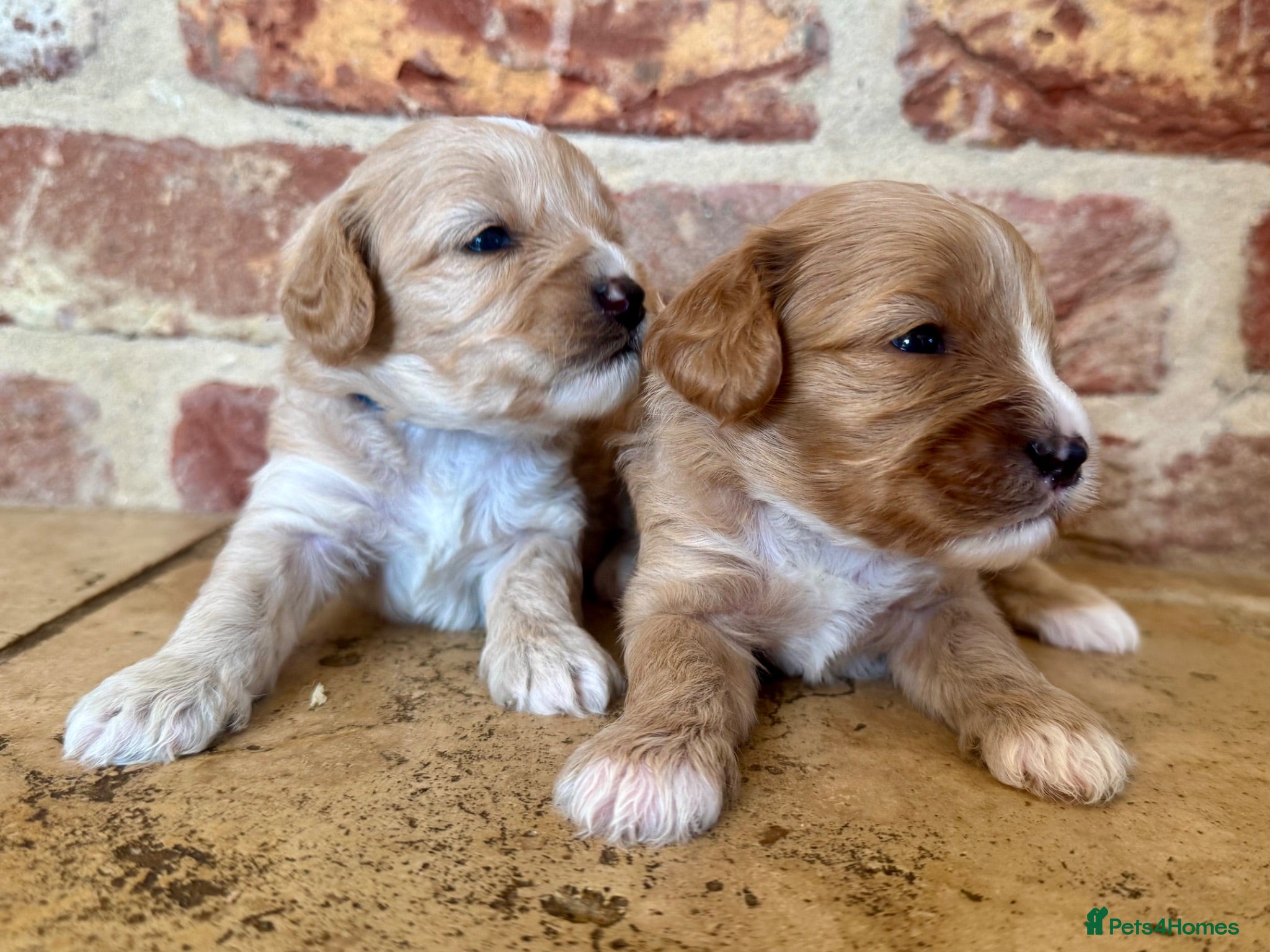 Cavapoo dogs F1 cavapoo males 💙💚 - Advert 1