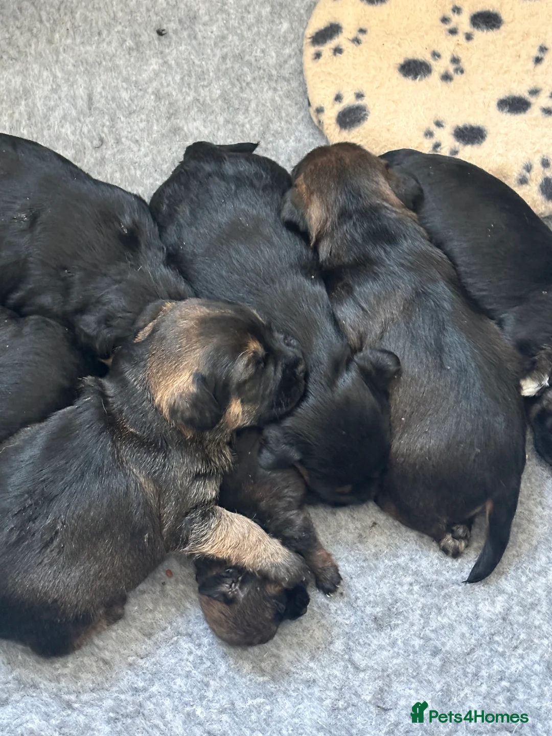 Border Terrier dogs for sale: Beautiful Border Terrier Puppies  in Blackburn - Advert 1