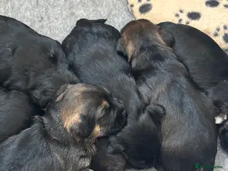 Border Terrier dogs Beautiful Border Terrier Puppies - Advert 18