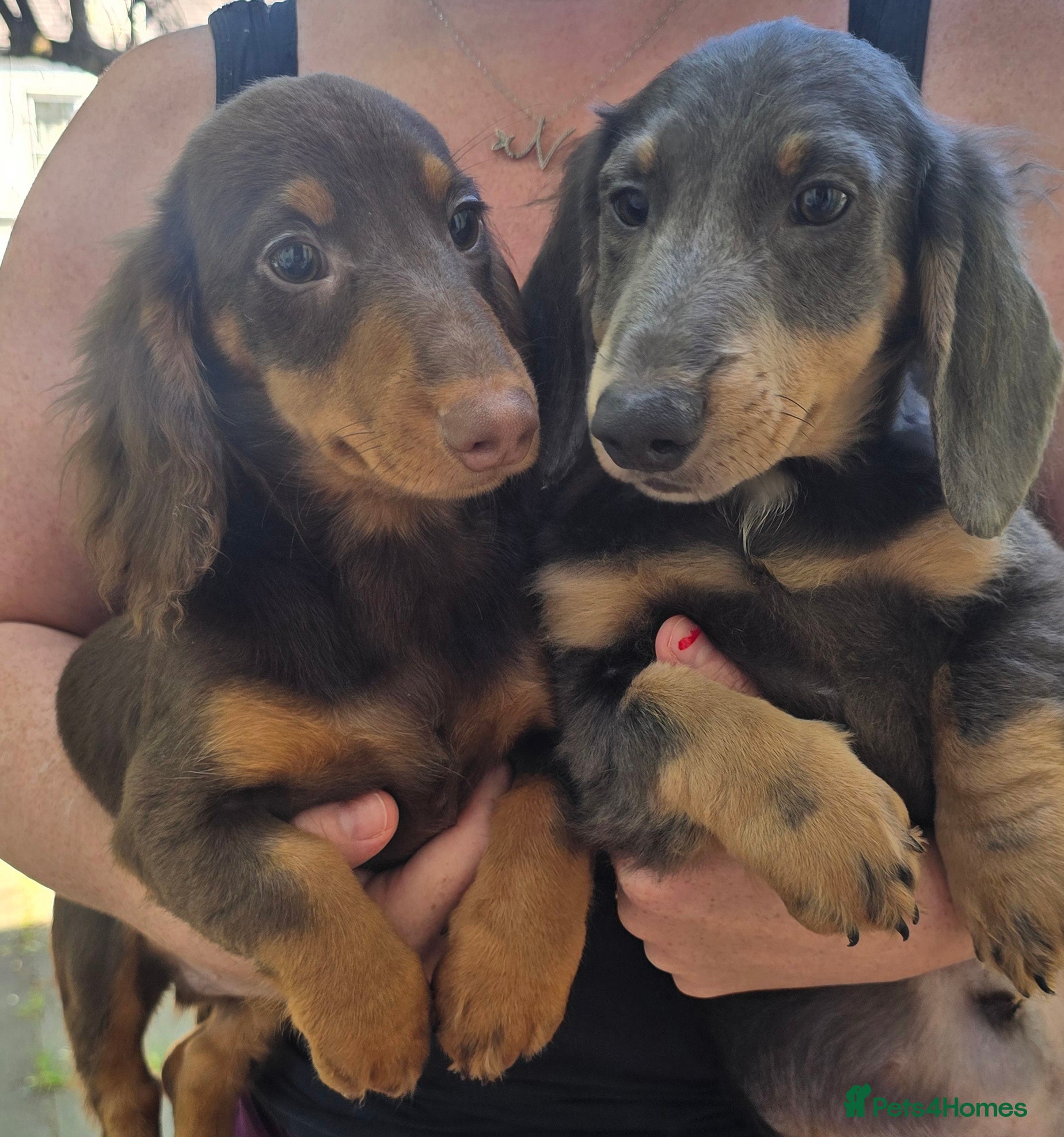 Miniature Dachshund dogs 💙💙Last 2 LONGHAIR BOY ❤️ 1 Girl SHORTHAIR - Advert 10