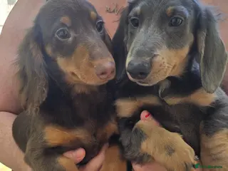 Miniature Dachshund dogs 💙💙Last 2 LONGHAIR BOY ❤️ 1 Girl SHORTHAIR - Advert 10