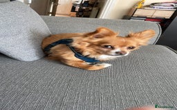 Chihuahua dogs for sale: Chihuahua dog age 6 years old  - Image 2