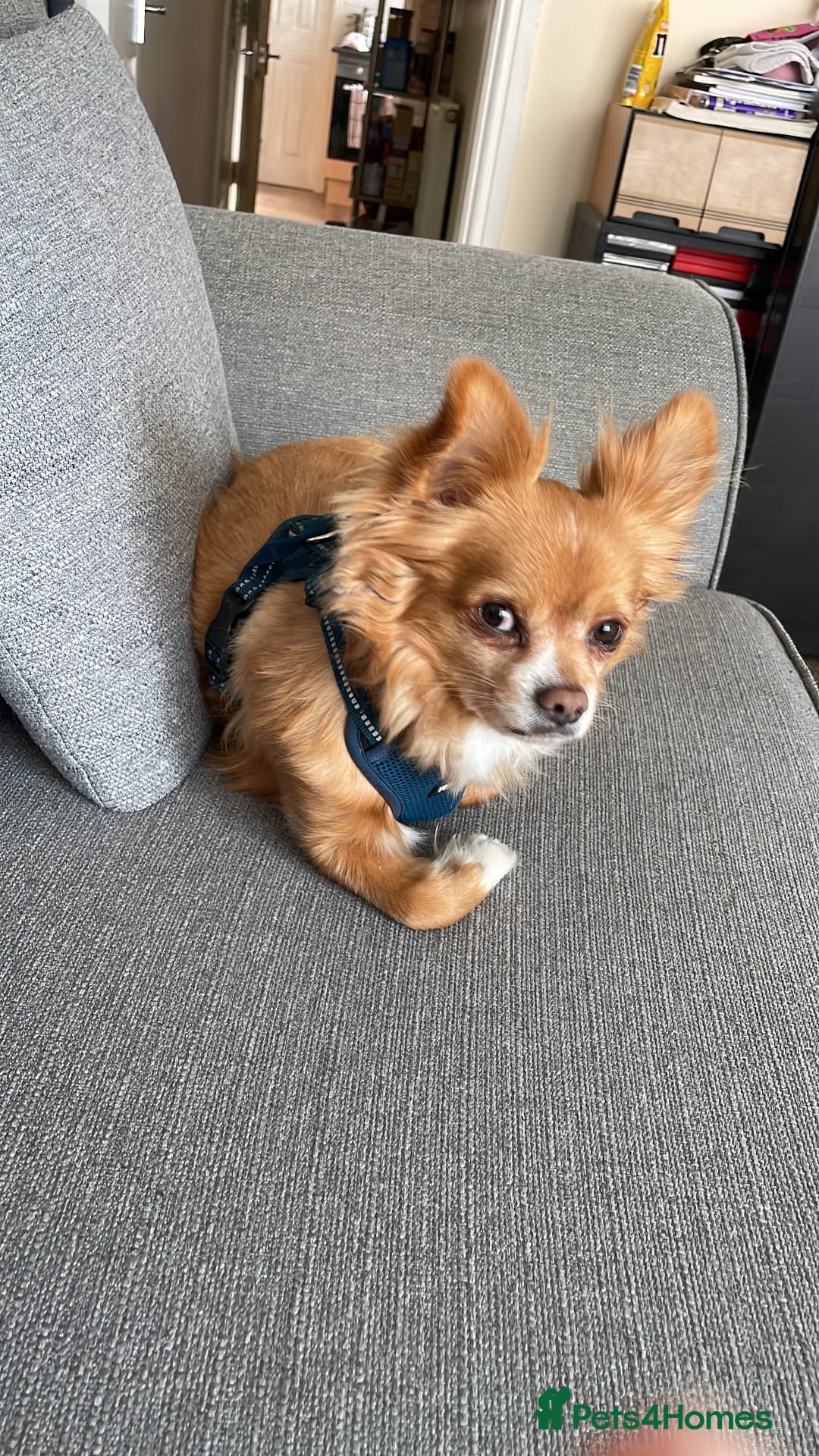 Chihuahua dogs for sale: Chihuahua dog age 6 years old  - Image 2