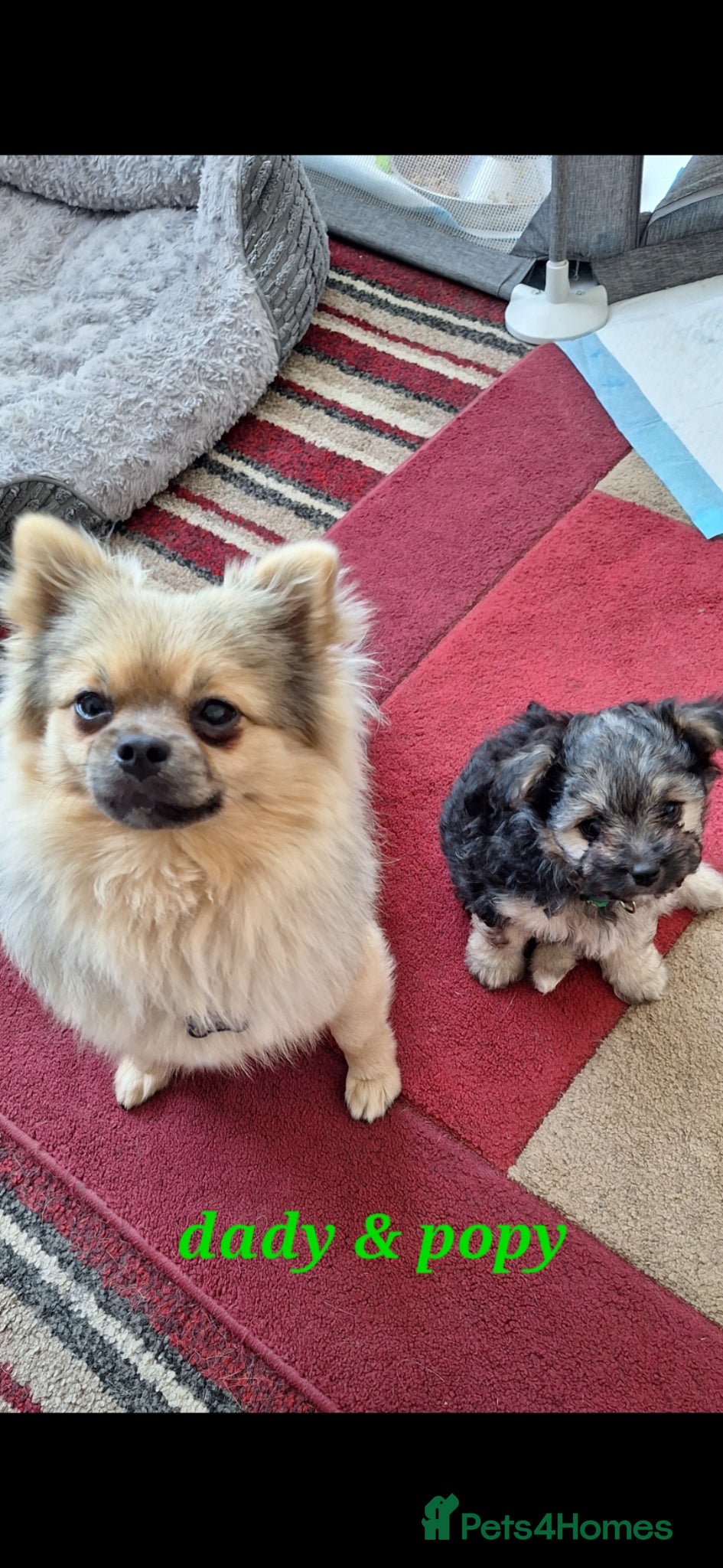 Mixed Breed dogs Special home sort - Advert 1