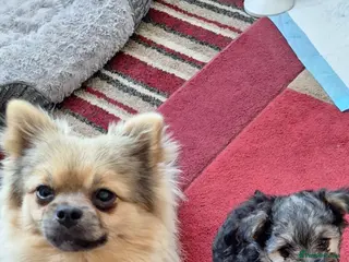 Mixed Breed dogs Special home sort - Advert 1