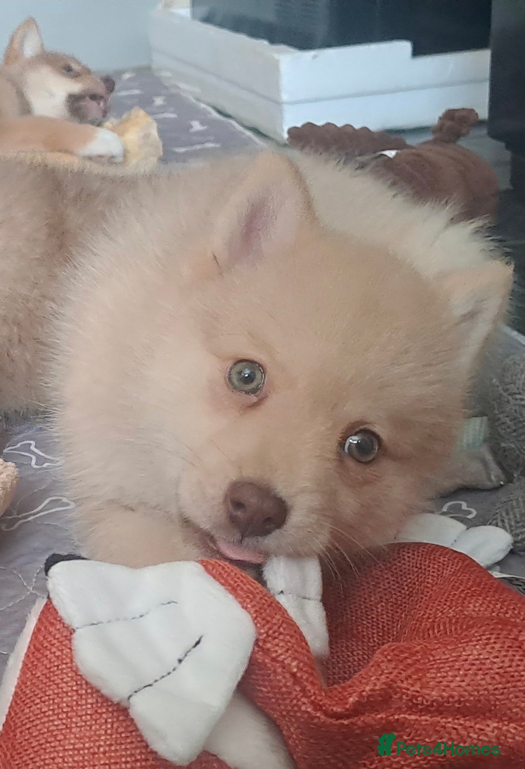 Pomsky dogs 💚Green eyed F4 Pomskys pups. Now Reduced  - Advert 2