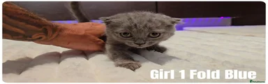 Girl 1 Fold blue