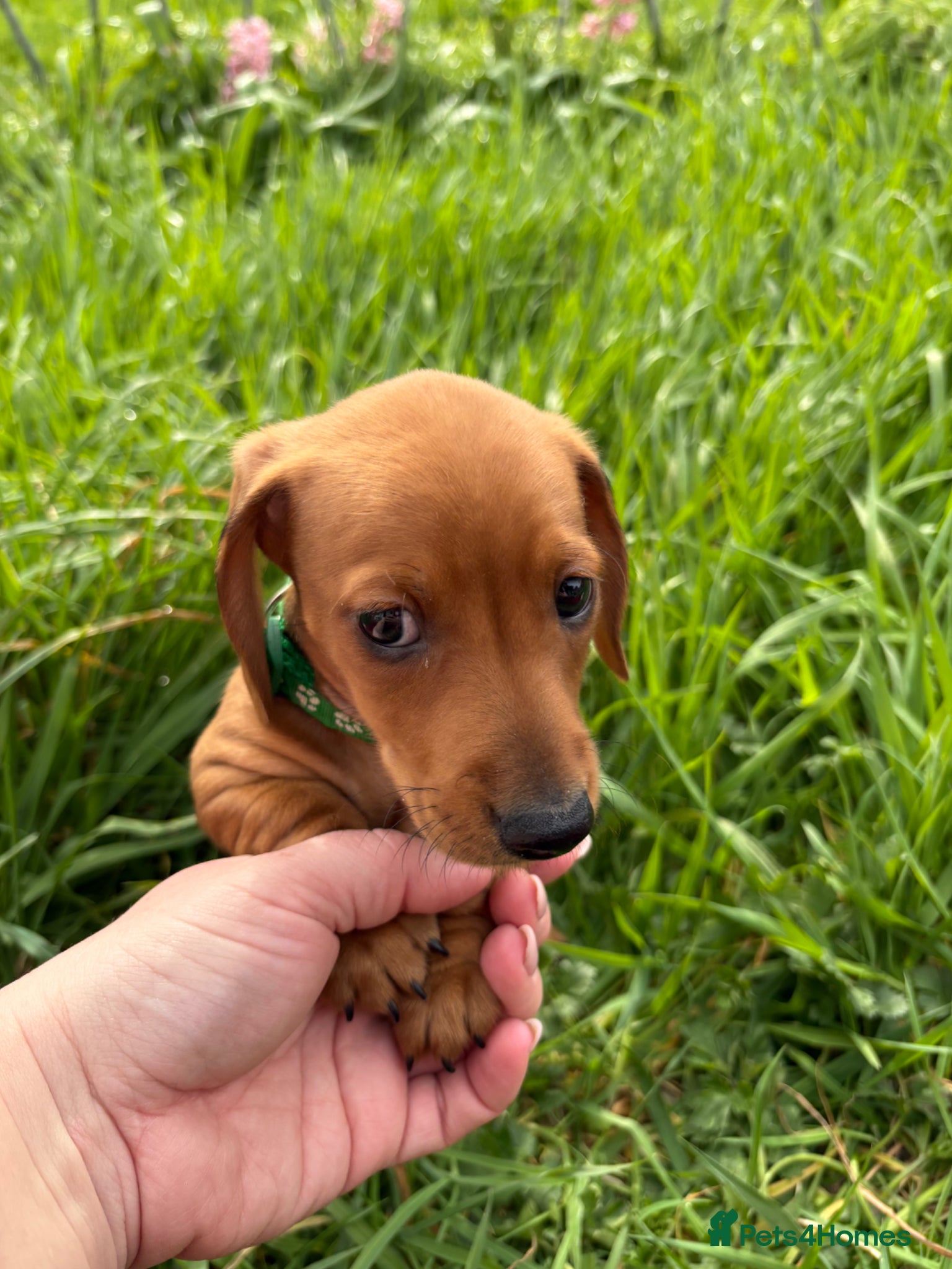 Miniature Dachshund dogs Miniature dachshund - Advert 3