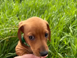 Miniature Dachshund dogs Miniature dachshund - Advert 3