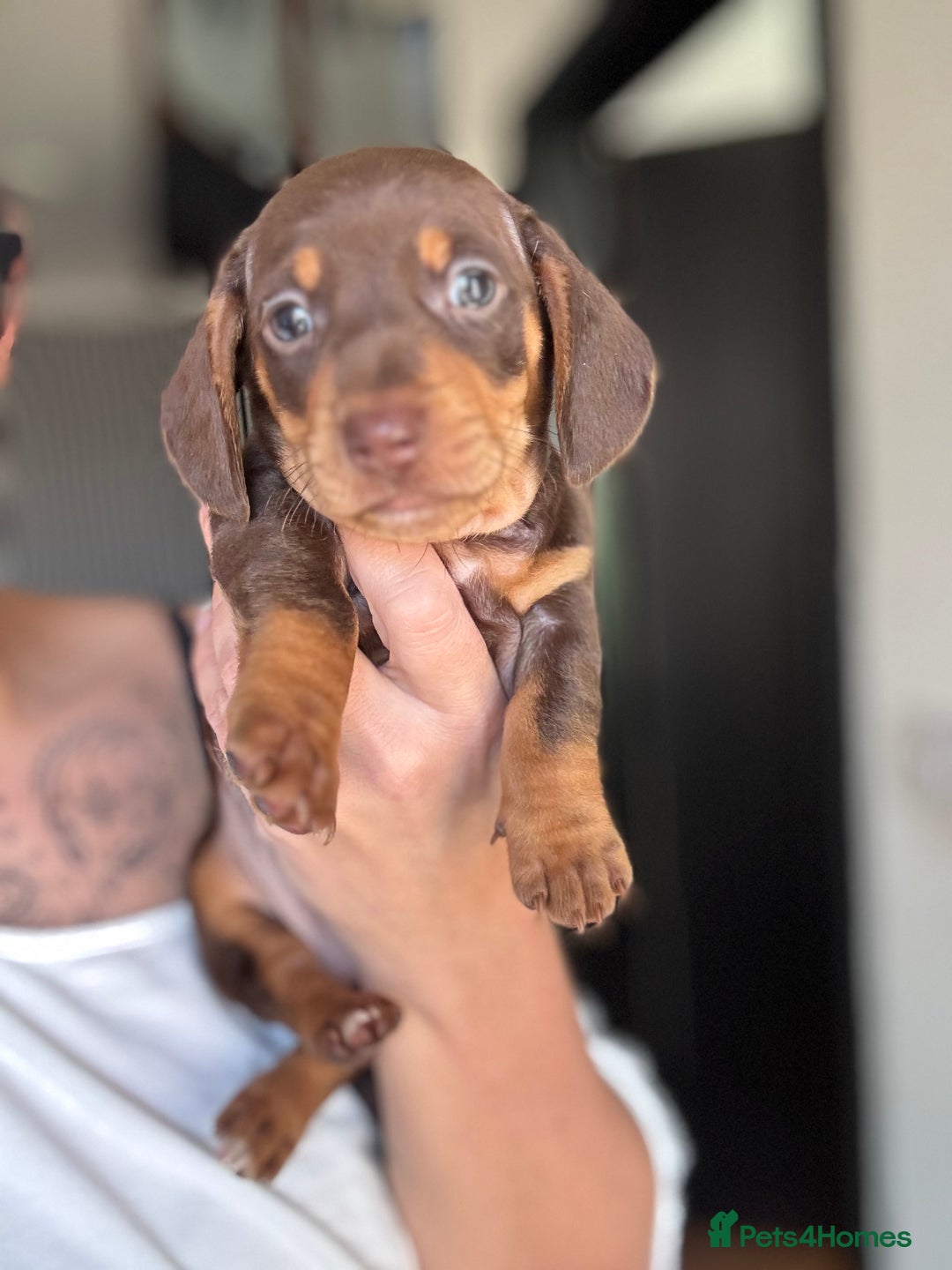 Miniature Dachshund dogs for sale: Beautiful KC Reg Miniature Dachshund Pups - Image 4