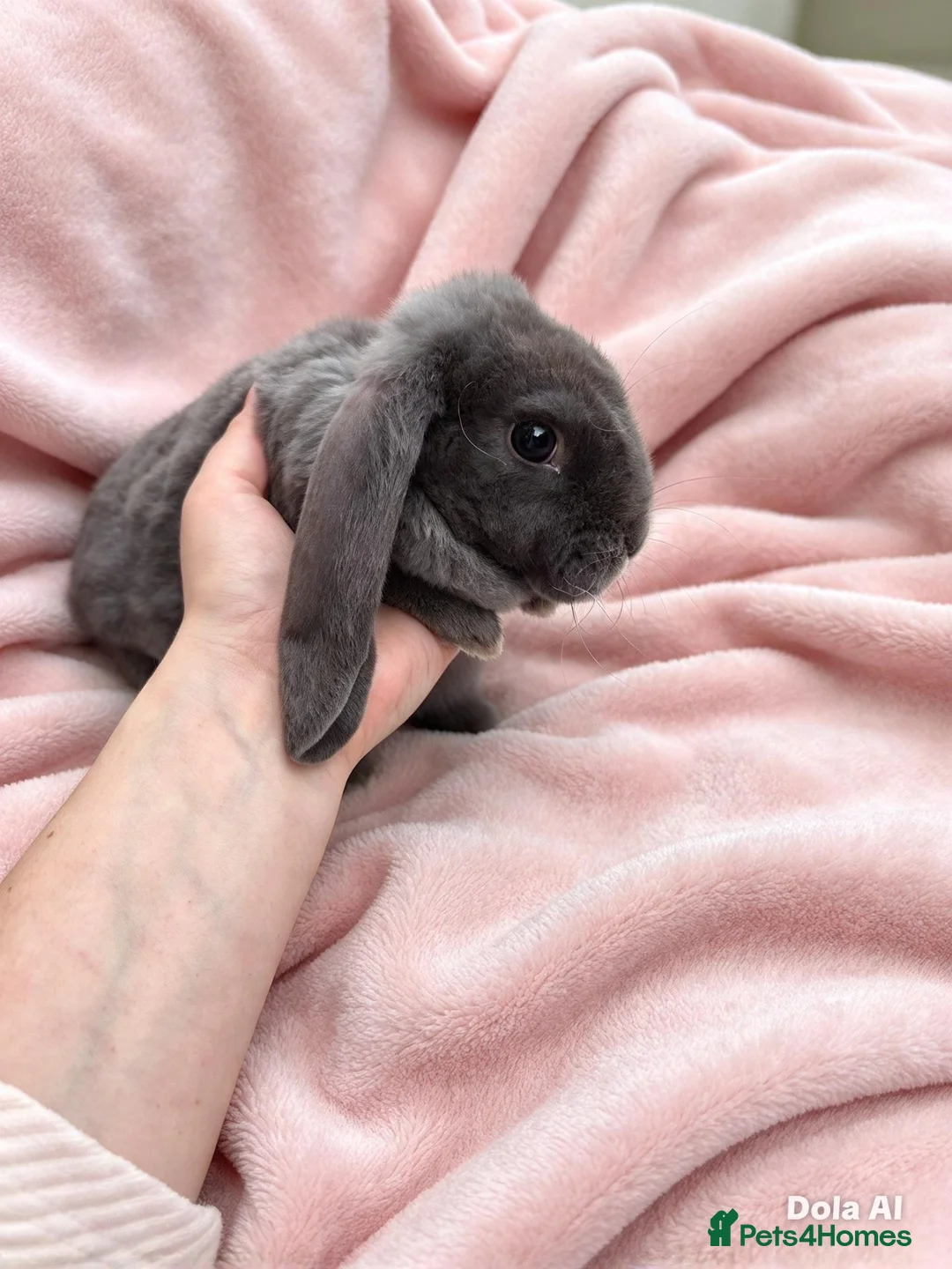 Mixed Breed rabbits for sale: Breeding Trio of Rare Velveteen lops - Advert 1