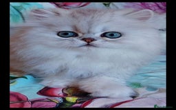 Persian cats for sale: Italian Persian chinchilla kittens♥️🐾 - Image 28
