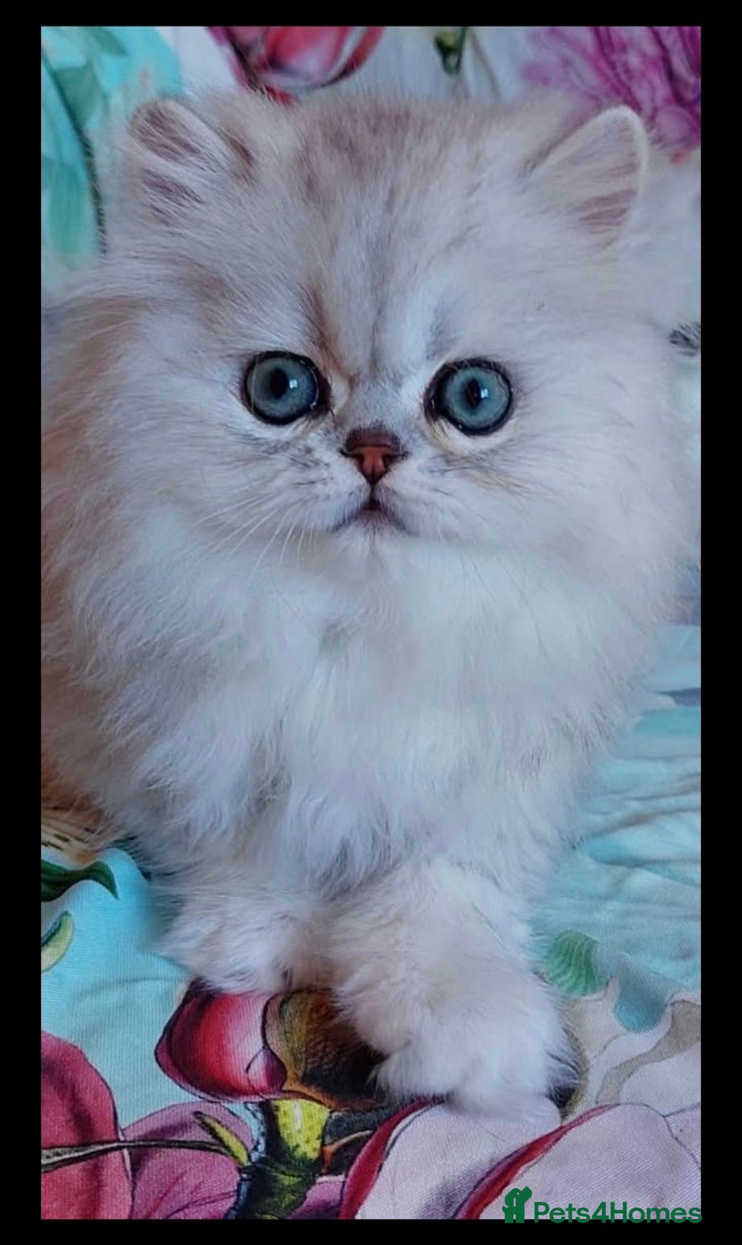 Persian cats for sale: Italian Persian chinchilla kittens♥️🐾 - Image 28