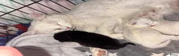 Maine Coon cats for sale: # Beautiful ragdoll x Maine Coon Kittens 🐾 - Advert 13