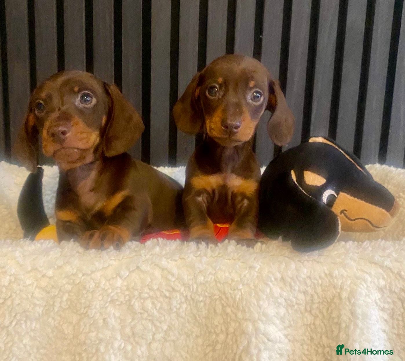 Miniature Dachshund dogs KC Reg and PRA Clear Dachshund Puppies - Advert 3