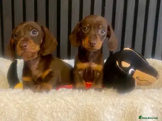 Miniature Dachshund dogs KC Reg and PRA Clear Dachshund Puppies - Advert 1