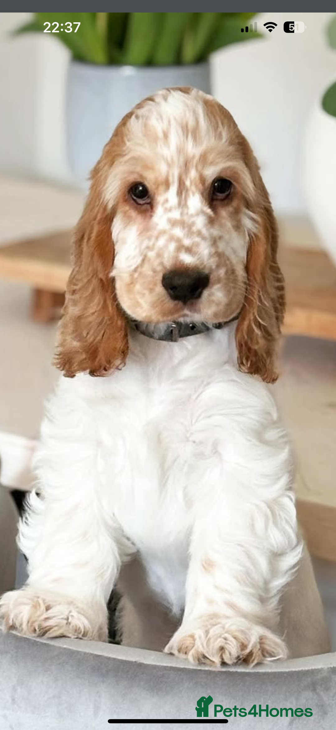 Cocker Spaniel dogs for sale: Lovely girl for rehome  - Advert 1
