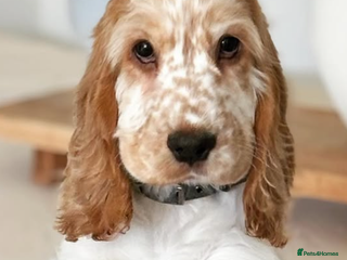 Cocker Spaniel dogs Lovely girl for rehome - Advert 9