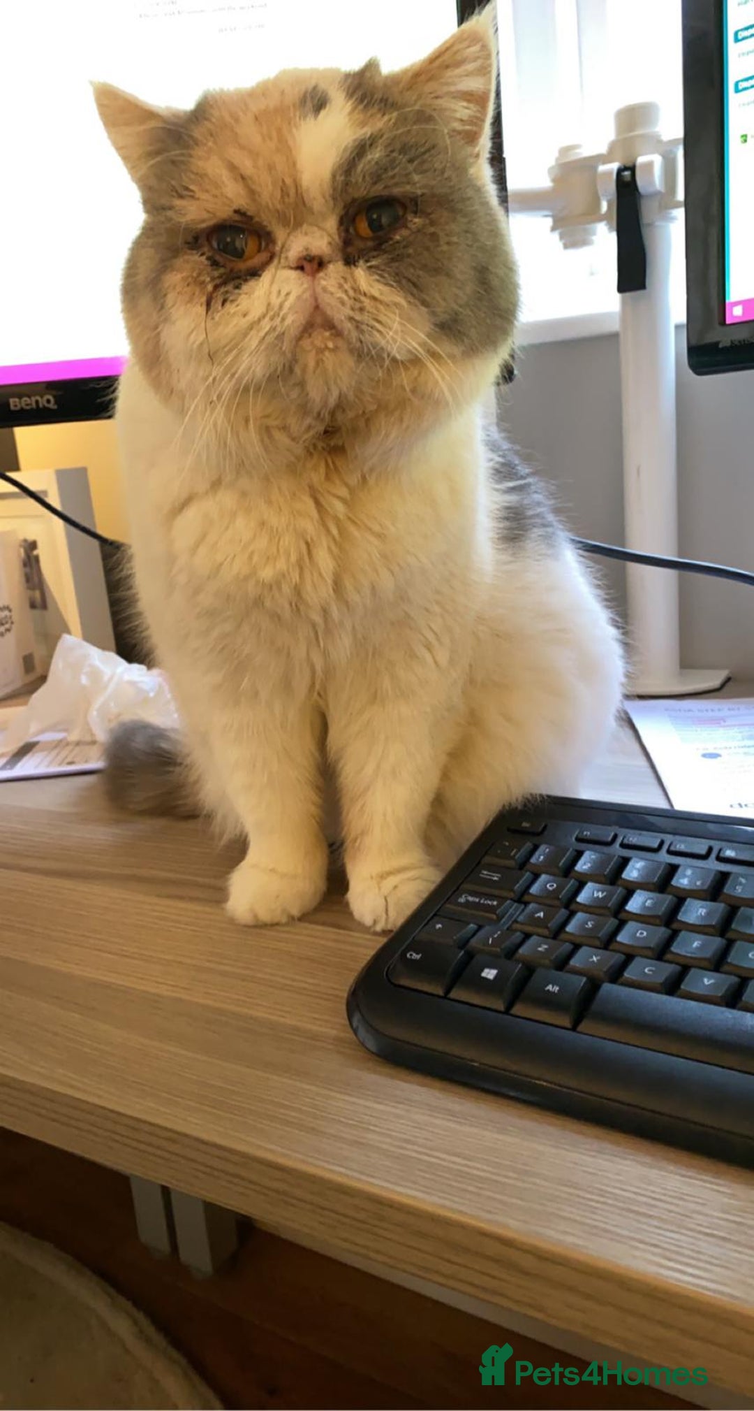 Exotic cats for sale: https://www.pets4homes.co.uk/ - Advert 4