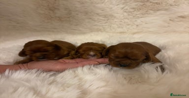 Cavalier King Charles Spaniel dogs Extensively health tested cute Cavalier puppy’s  - Advert 3