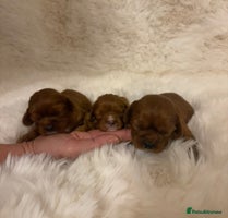 Cavalier King Charles Spaniel dogs Extensively health tested cute Cavalier puppy’s - Advert 3