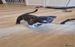 Staffordshire Bull Terrier dogs for sale: 4 PUPPIES STILL AVAILABLE - Image 4