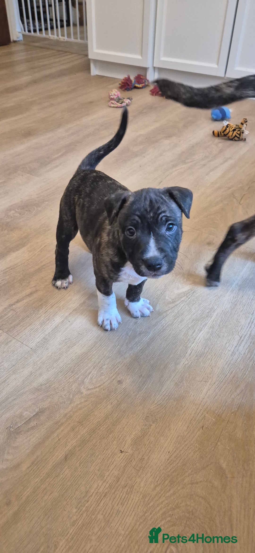Staffordshire Bull Terrier dogs for sale: 4 PUPPIES STILL AVAILABLE - Image 4
