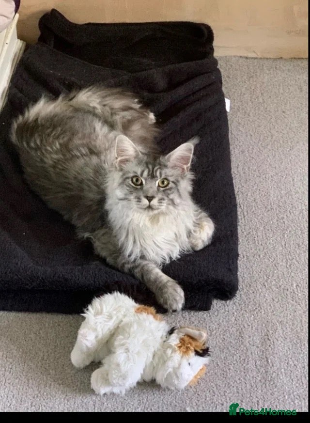 Maine Coon cats Silver Maine Coon Proven Stud - Advert 18