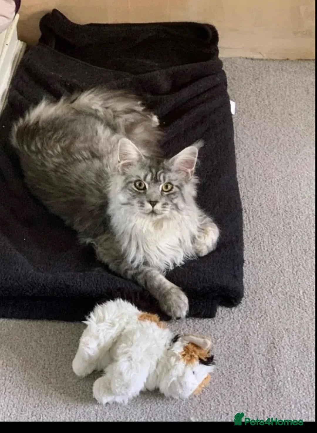 Maine Coon cats for stud: Silver Maine Coon Proven Stud - Advert 1