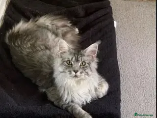 Maine Coon cats Silver Maine Coon Proven Stud - Advert 3
