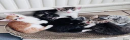 Mixed Breed cats for sale: Mixed tabby kittens  - Advert 8