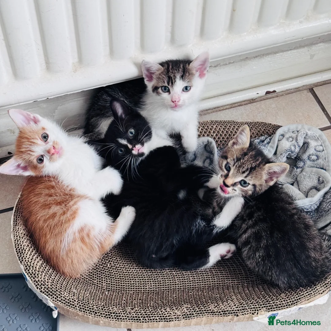 Mixed Breed cats for sale: Mixed tabby kittens  - Advert 8