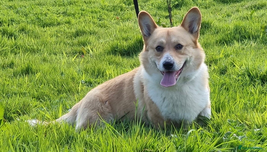Welsh Corgi Pembroke dogs for stud: PRA, DM & VWD 1 Clear Welsh Pembroke Corgi Stud in Cardigan - Image 5