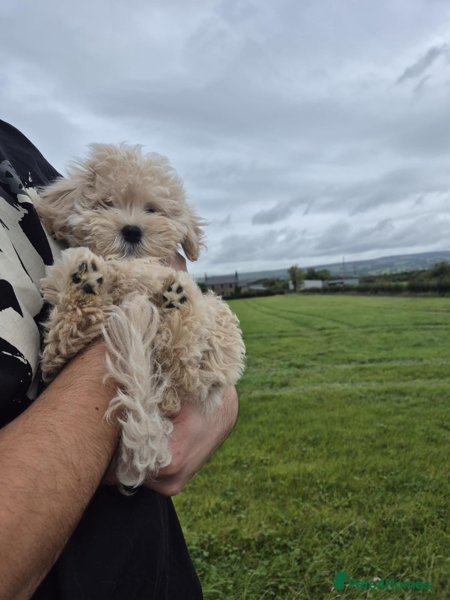 Maltipoo dogs Cute and fluffy maltipoo girls ❤️ - Advert 17