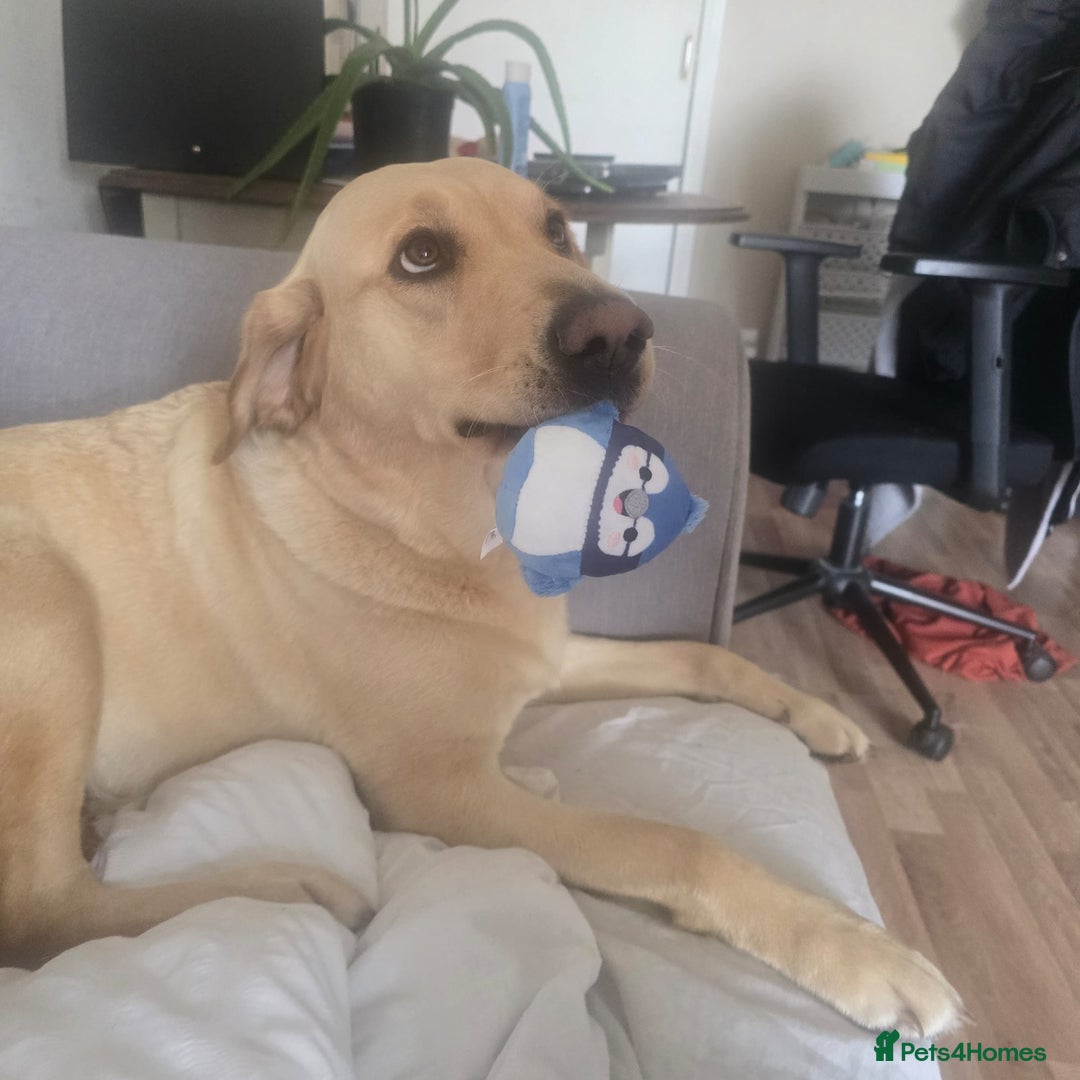 Golden Retriever dogs for sale: Expected Litter Golden Retriever / Golador Puppies - Advert 4