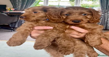 Cockapoo dogs - Advert 2